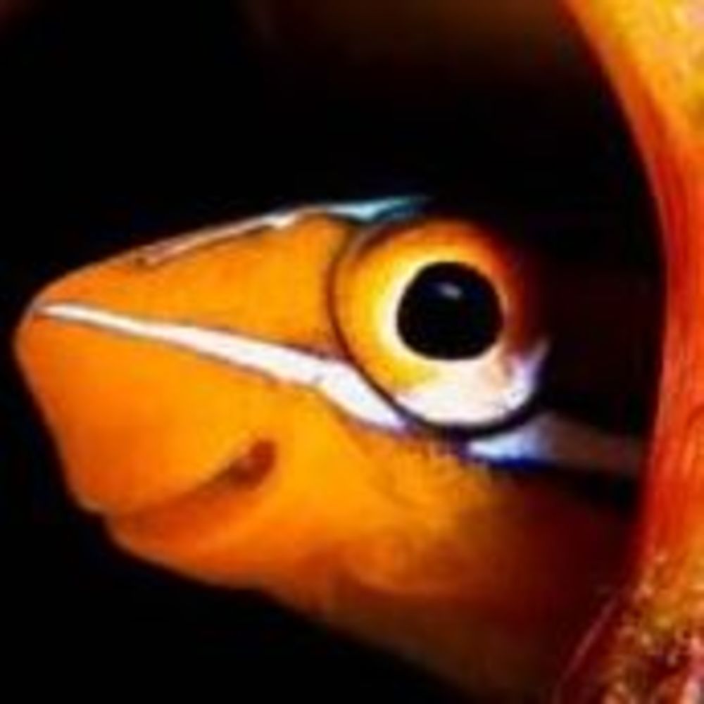 Meet your Posher, Deborah